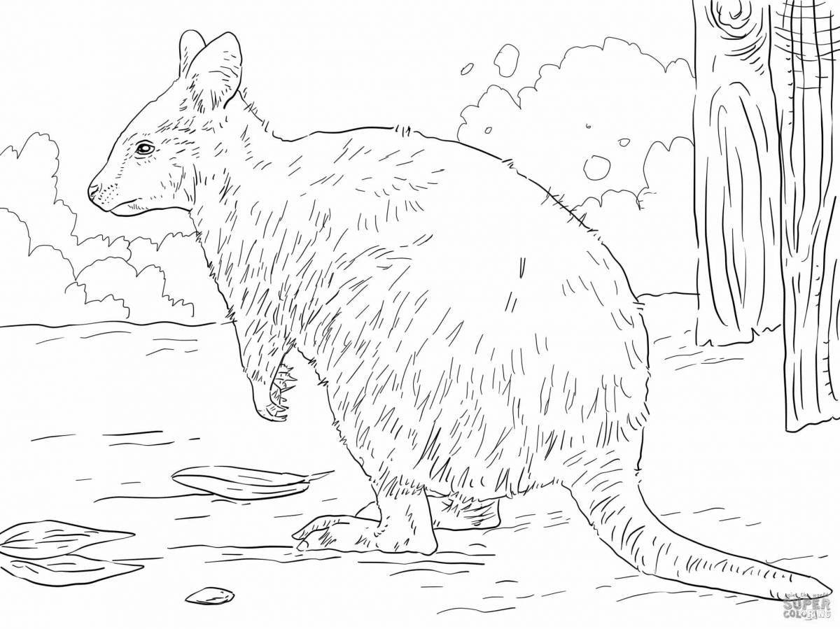 Quokka fun coloring book