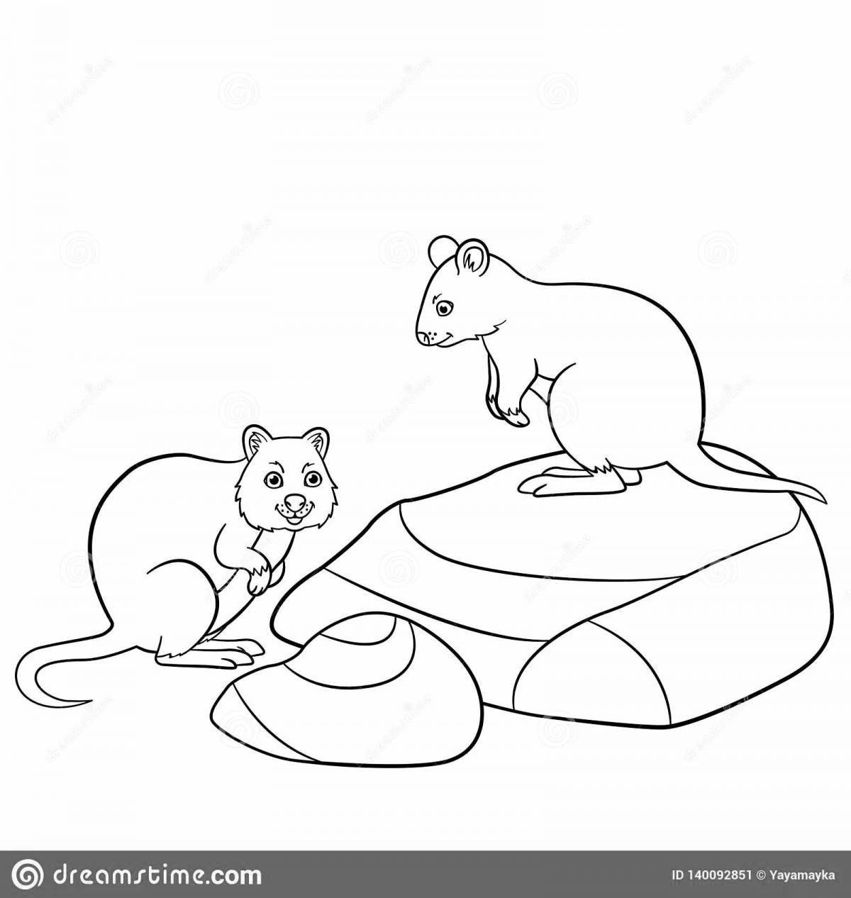 Adorable quokka coloring book