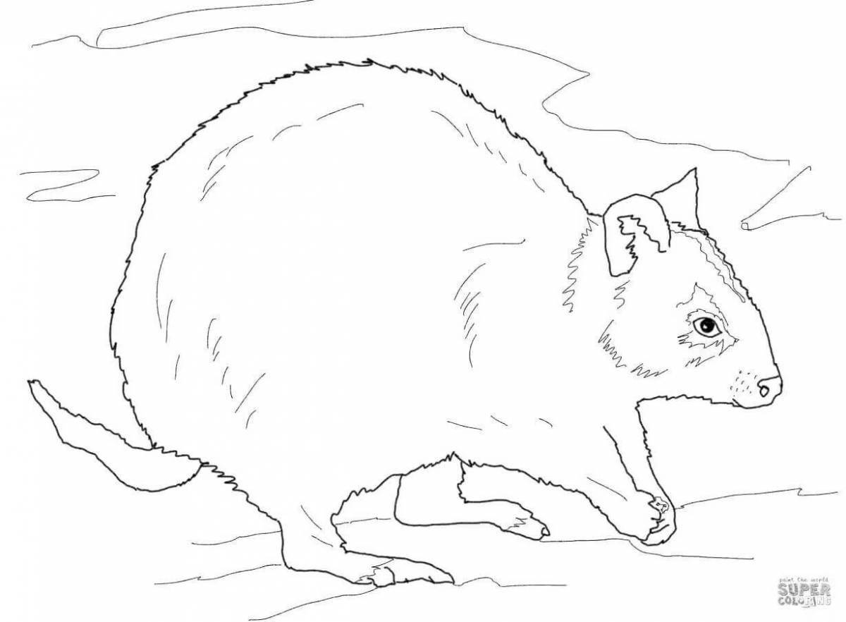 Cute quokka coloring page