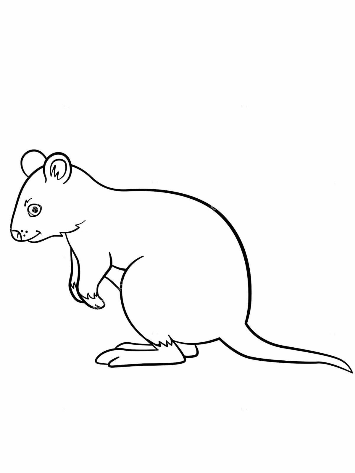 Colorful quokka coloring page