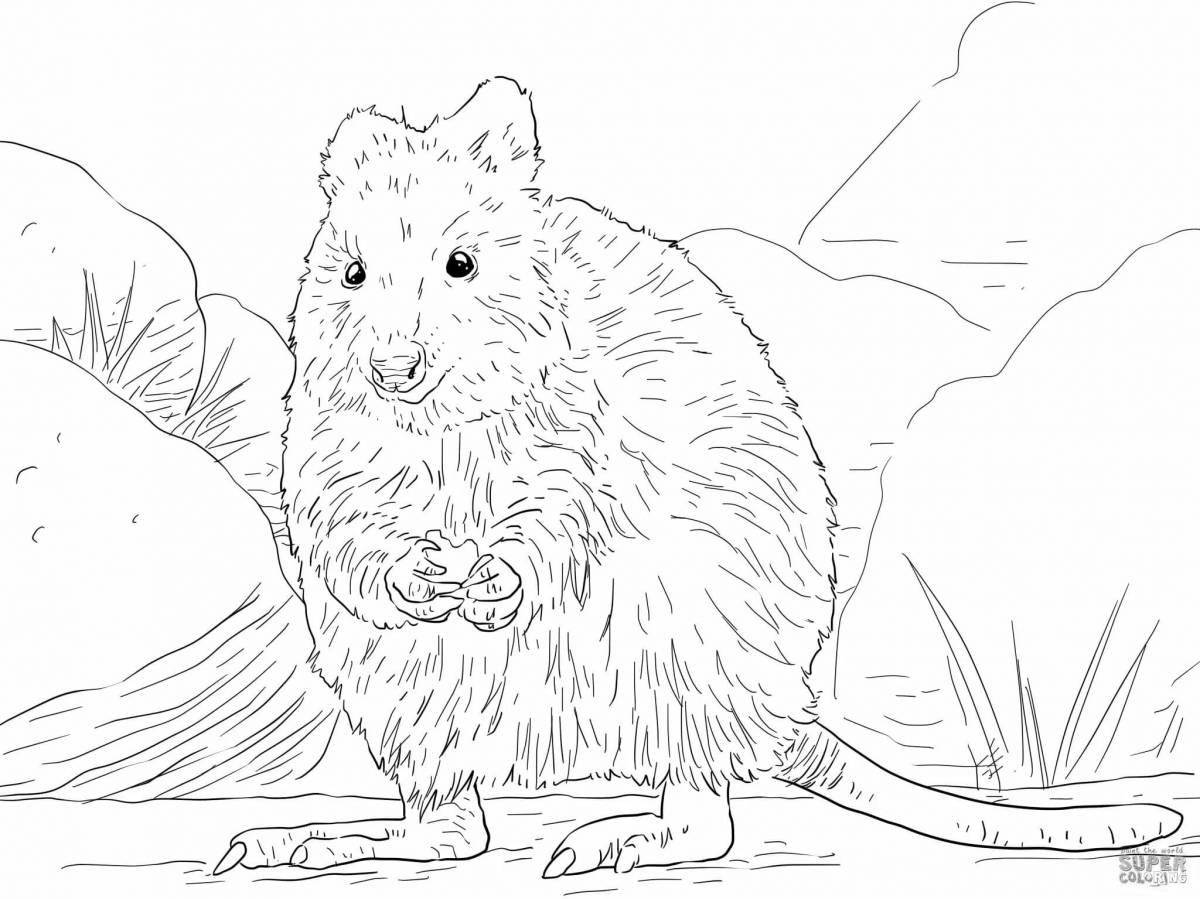 Coloring book glowing quokka