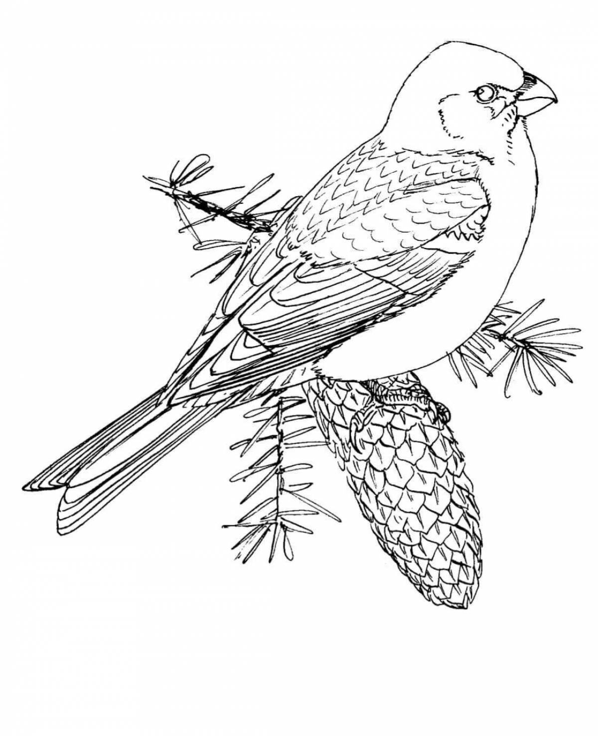 Colorful grosbeak coloring page