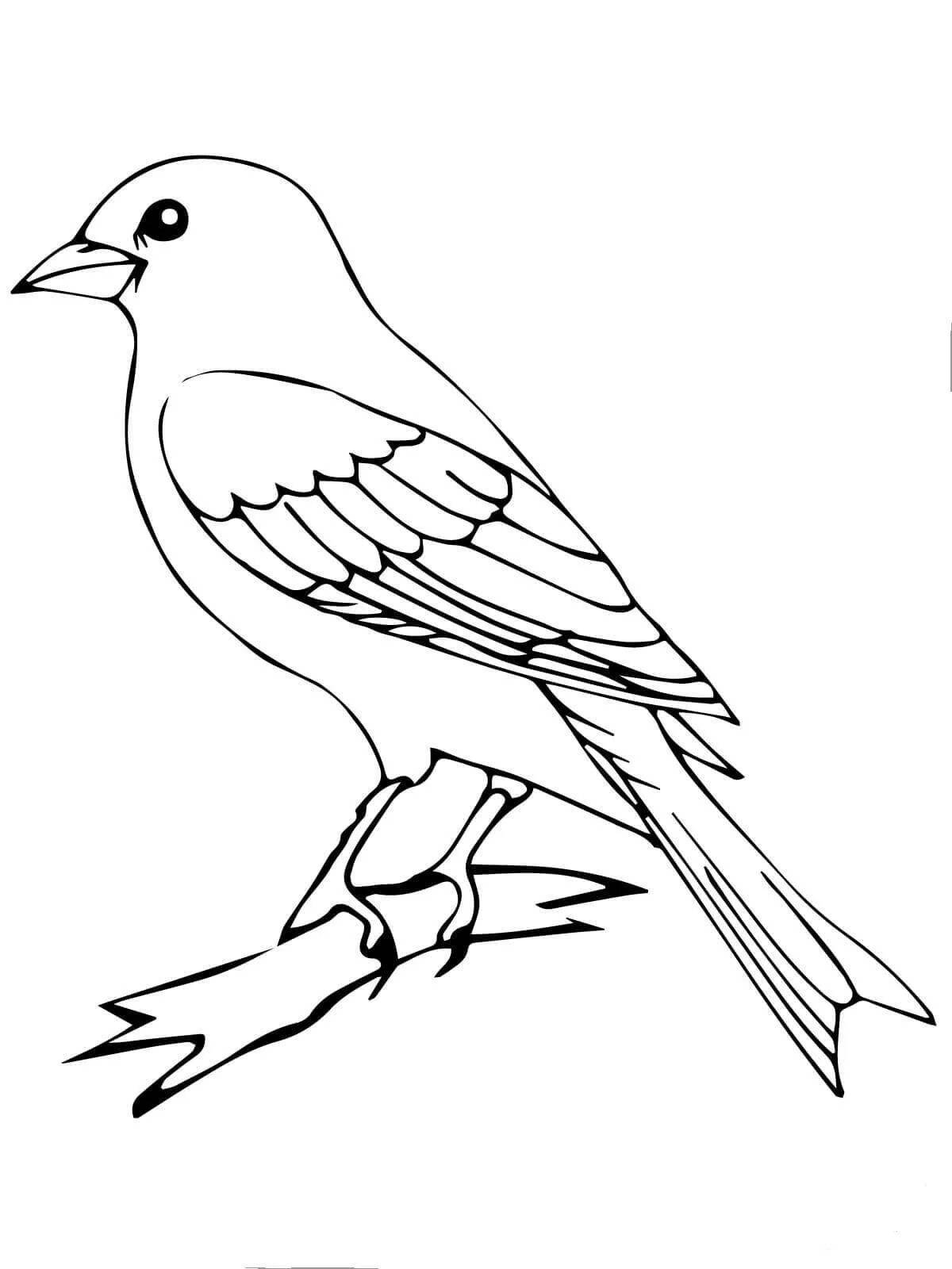 Photo Coloring book striking grosbeak