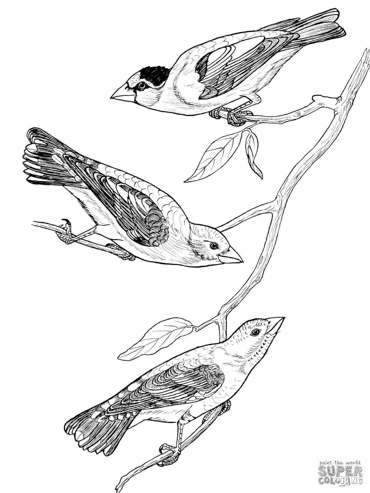 Coloring book adorable grosbeak