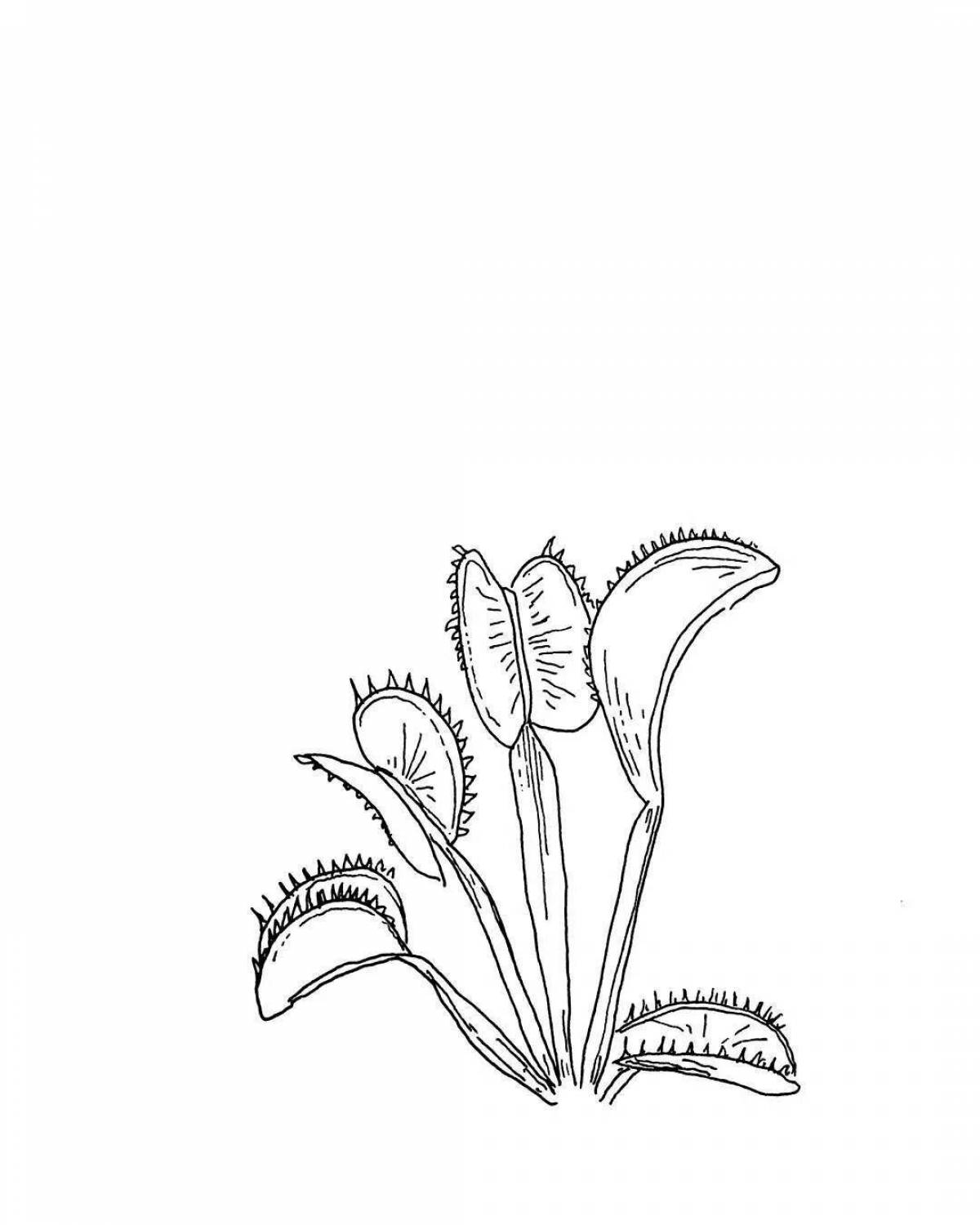 Colorful sundew coloring page