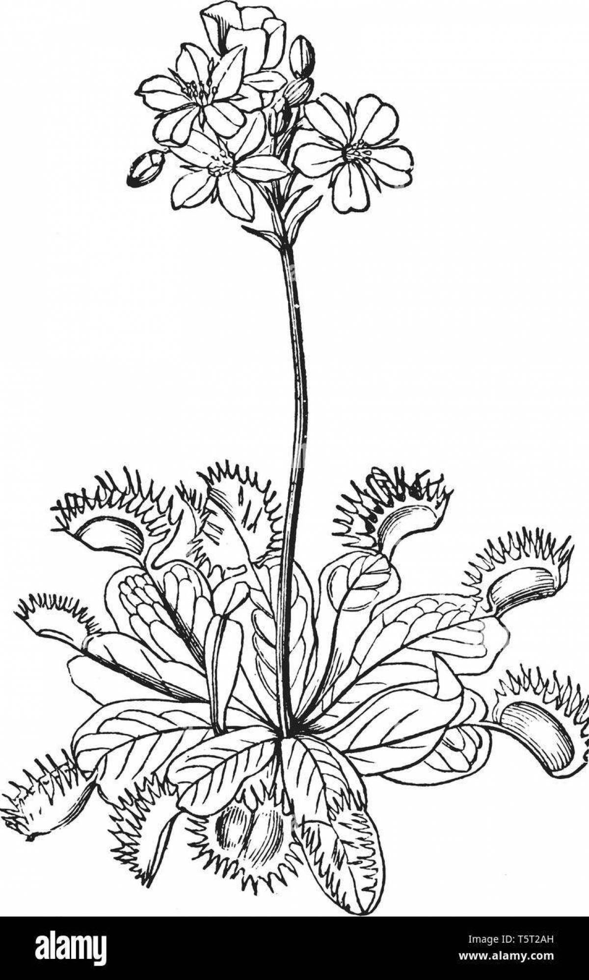 Glowing sundew coloring page