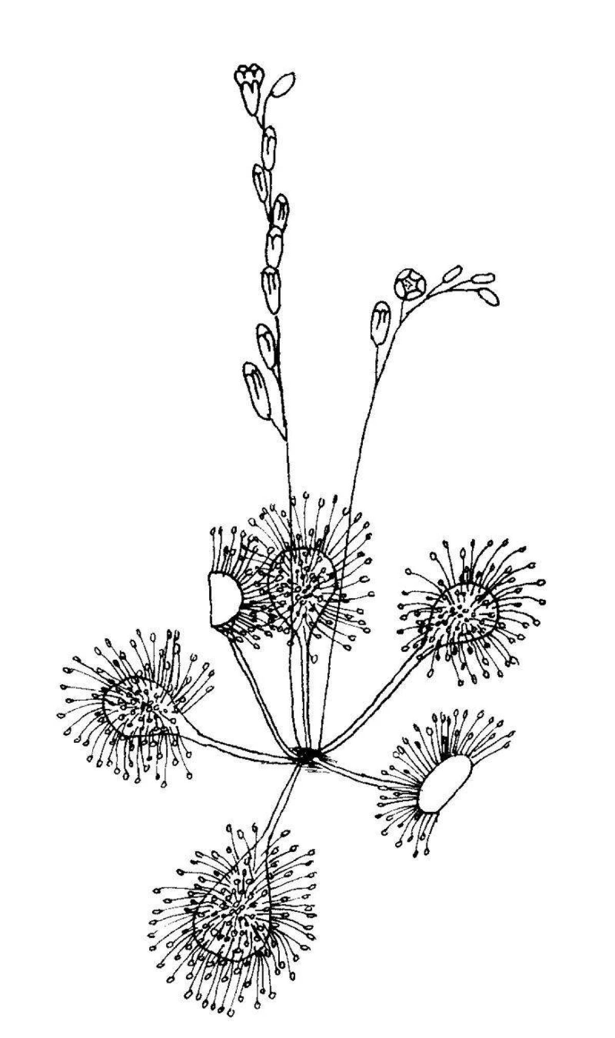 Cute sundew coloring book