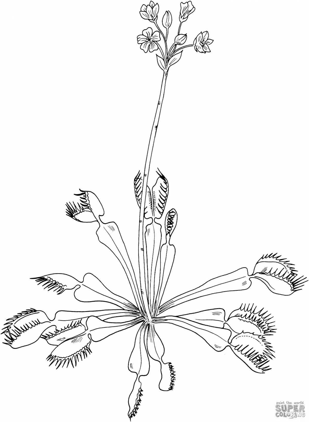 Раскраска очаровательная росянка