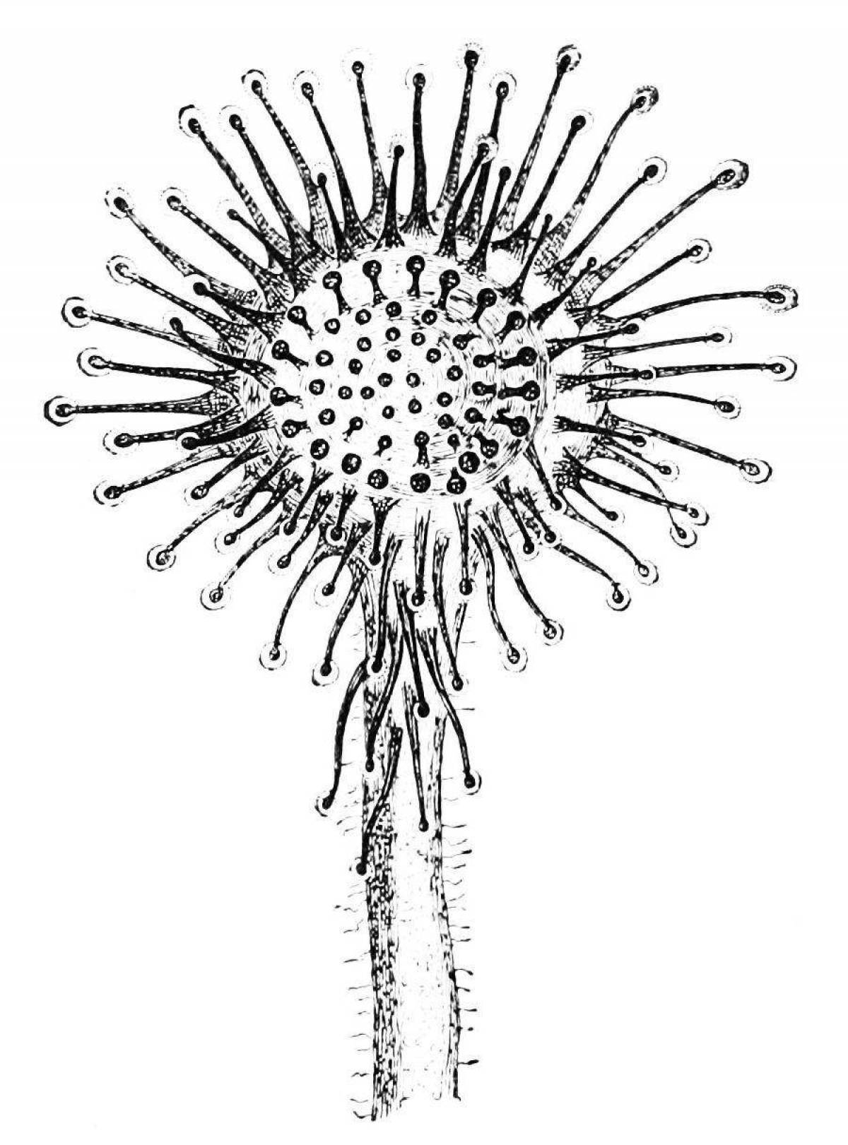 Раскраска причудливая росянка