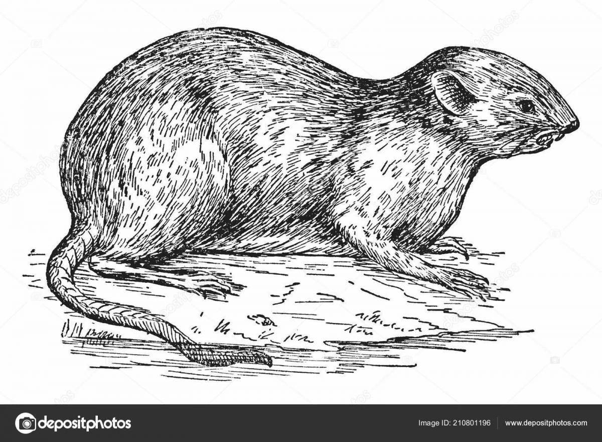 Colorful muskrat coloring page