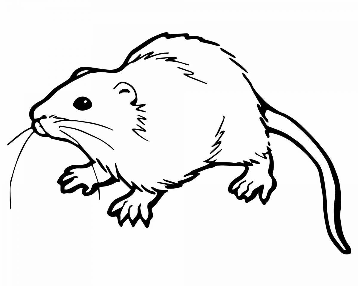 Muskrat animated coloring page