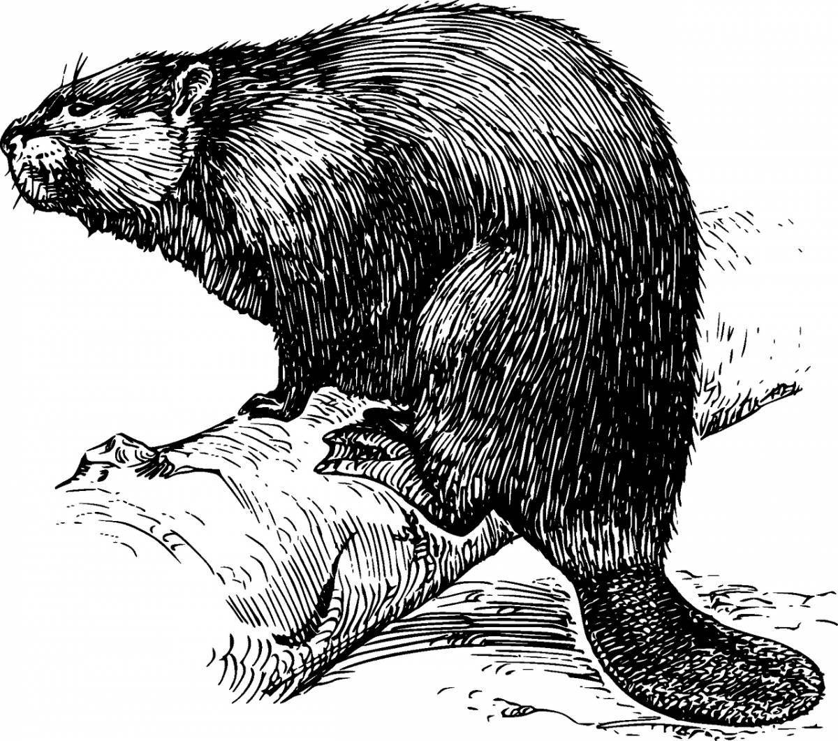 Intriguing muskrat coloring page