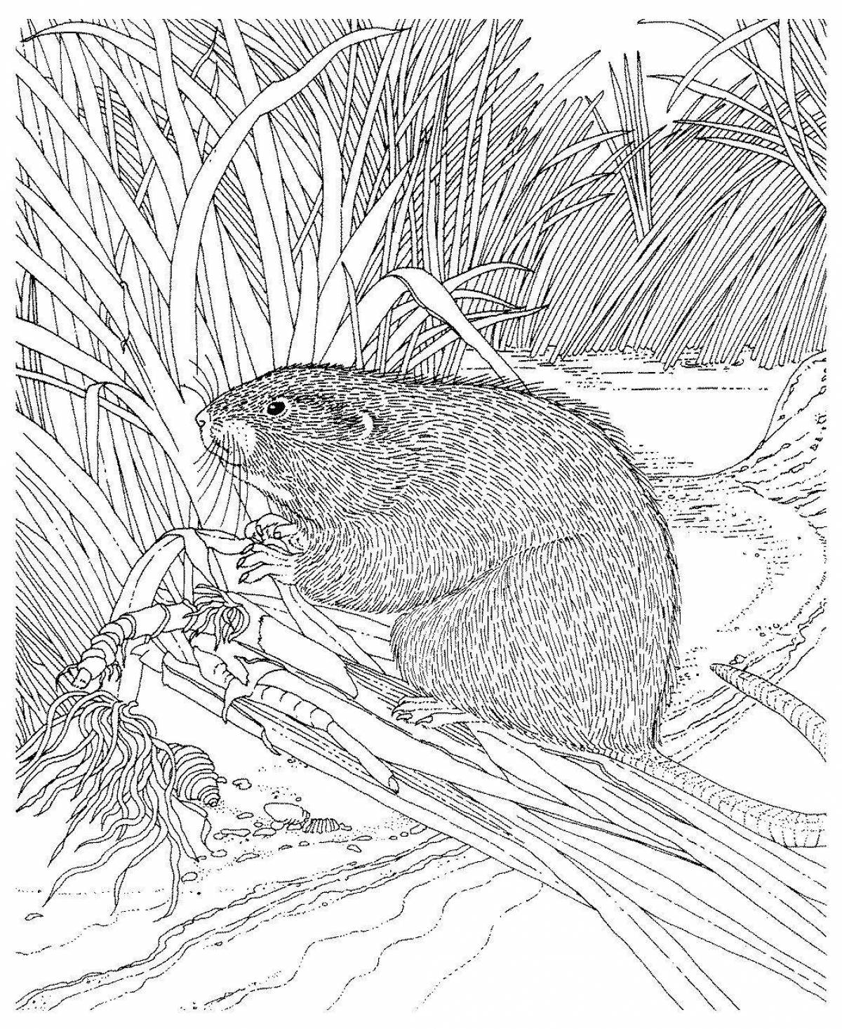 Glorious muskrat coloring page