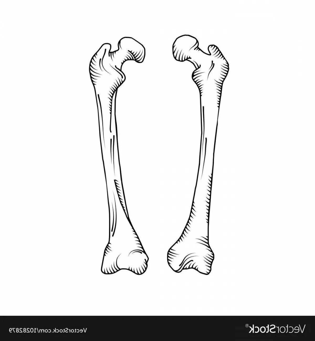 Attractive bone coloring pages