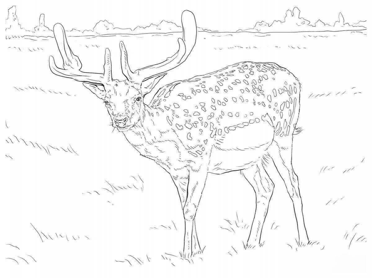 Photo Fine doe coloring