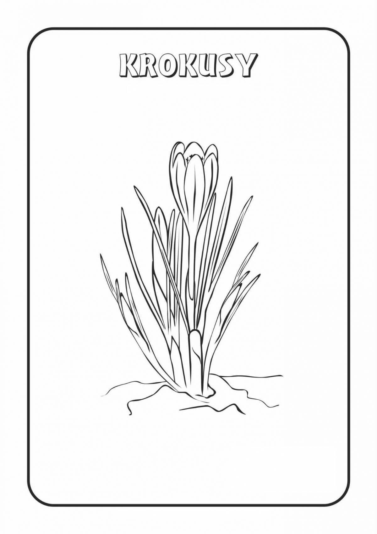 Крокус Разукрашки Для Детей - 68 фото