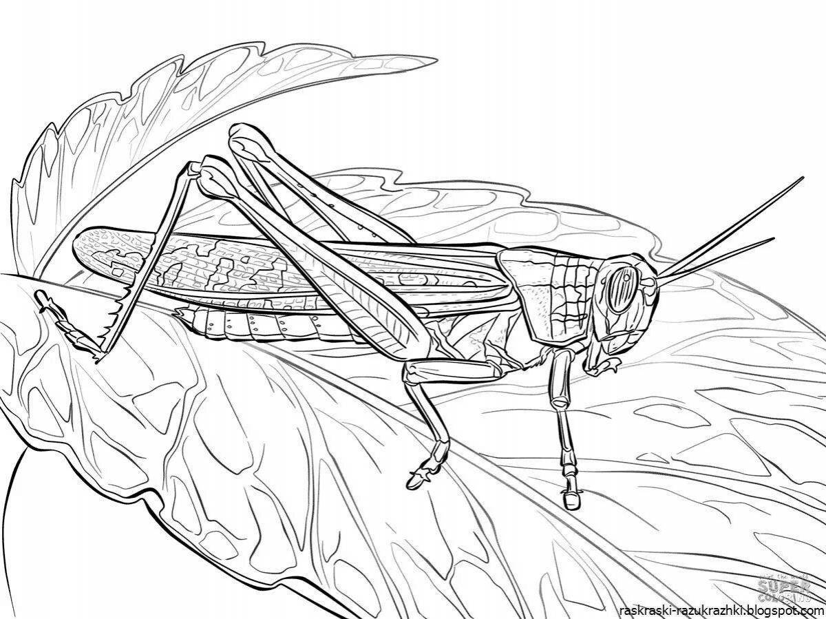 Colouring bright locust