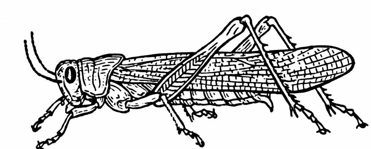 Attractive locust coloring book