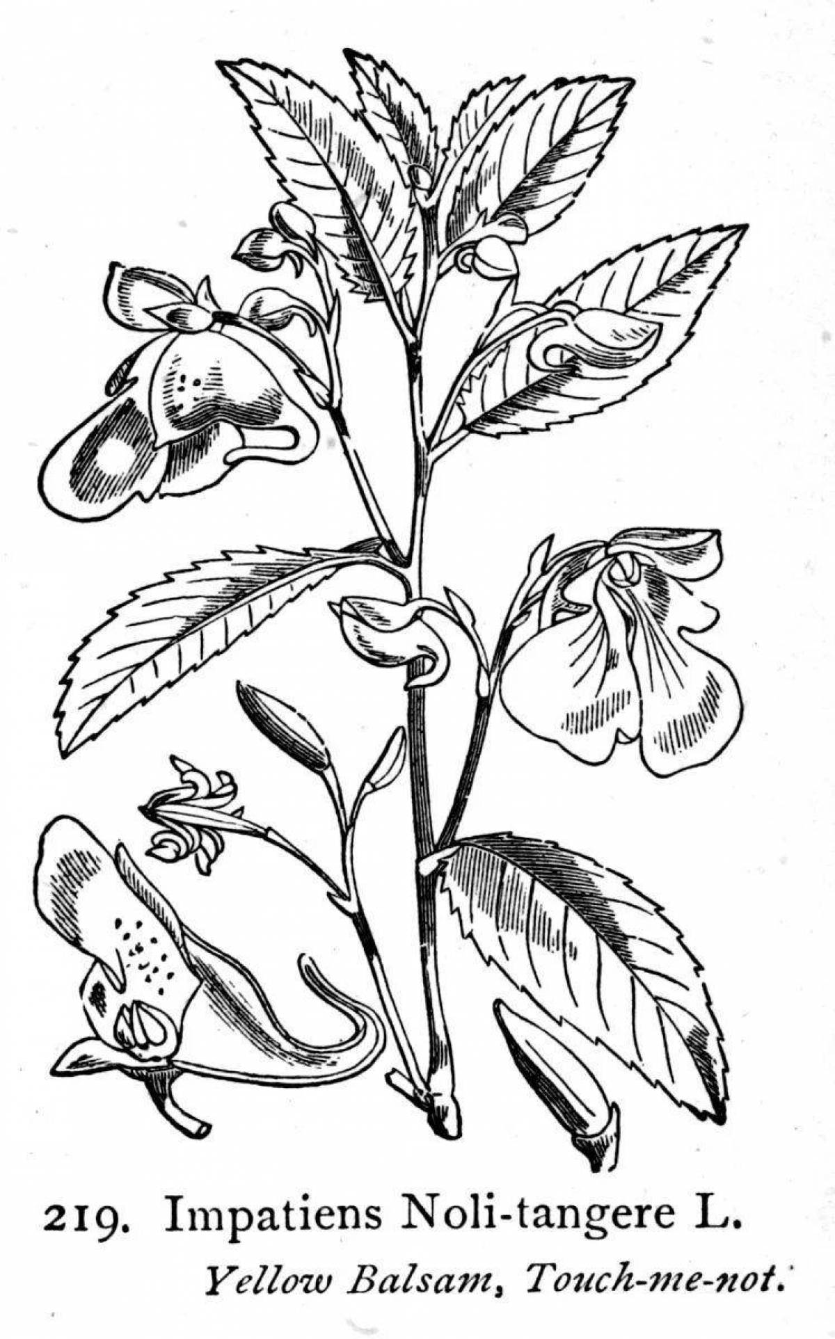 Раскраска Веселая раскраска бальзам
