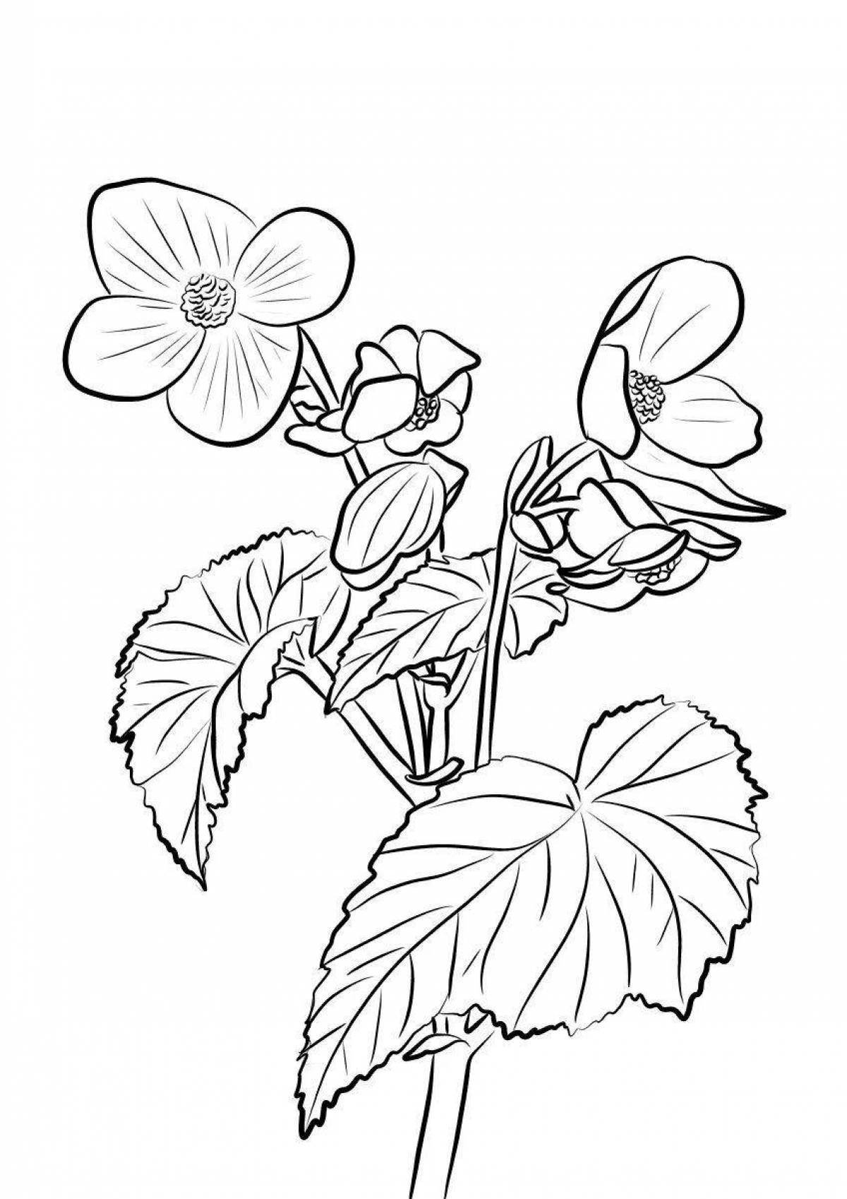 Раскраска Раскраска волшебный бальзам