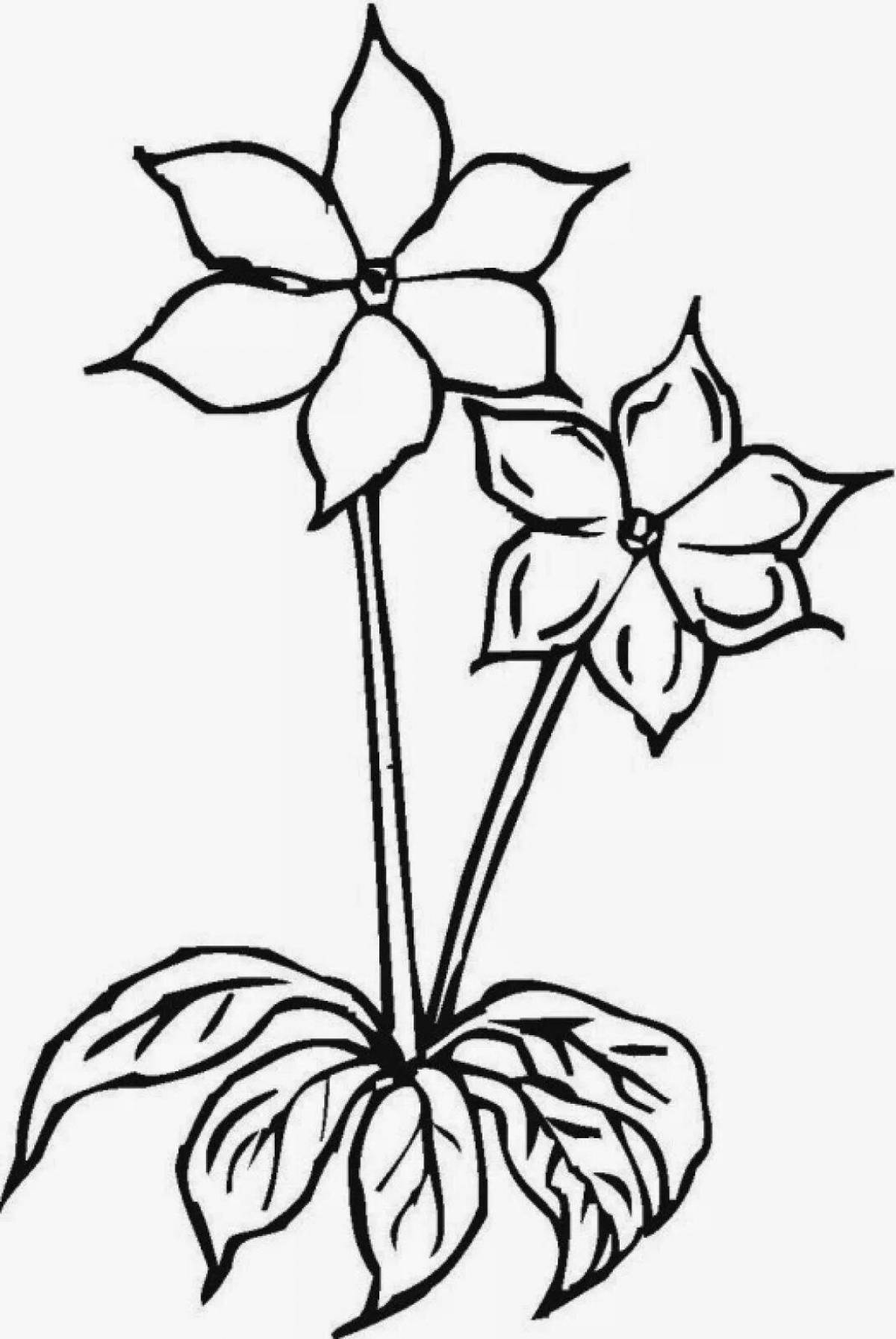 Раскраска Раскраска элегантный бальзам