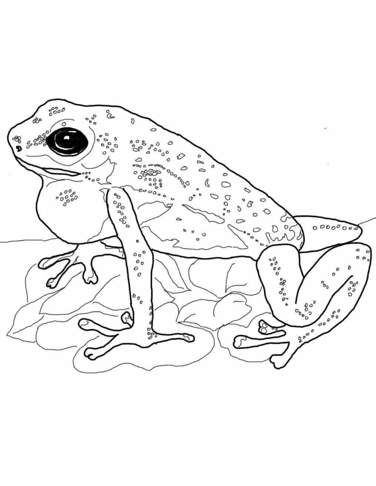 Королевская раскраска лягушка-дротик