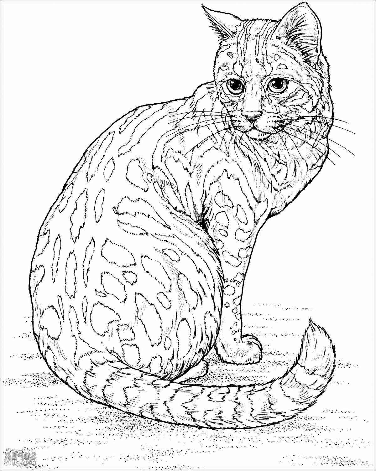 Coloring book sweet all cats
