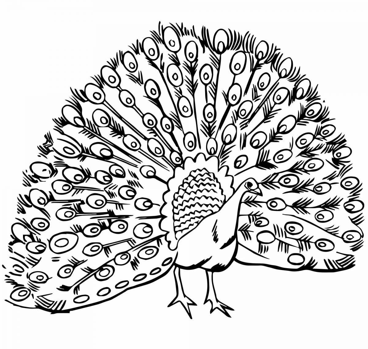 Яркая раскраска павлин