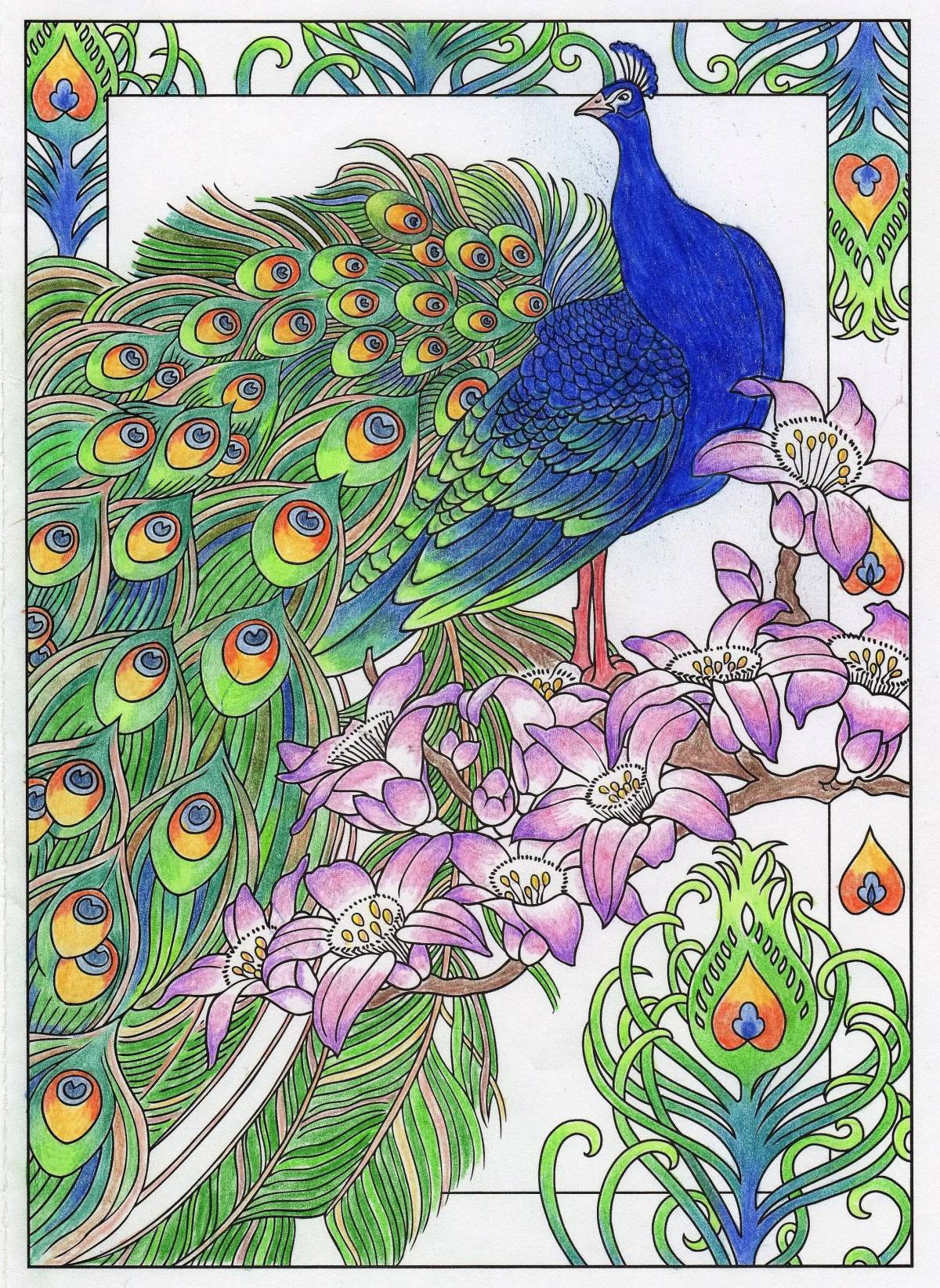 Colored peacock #7