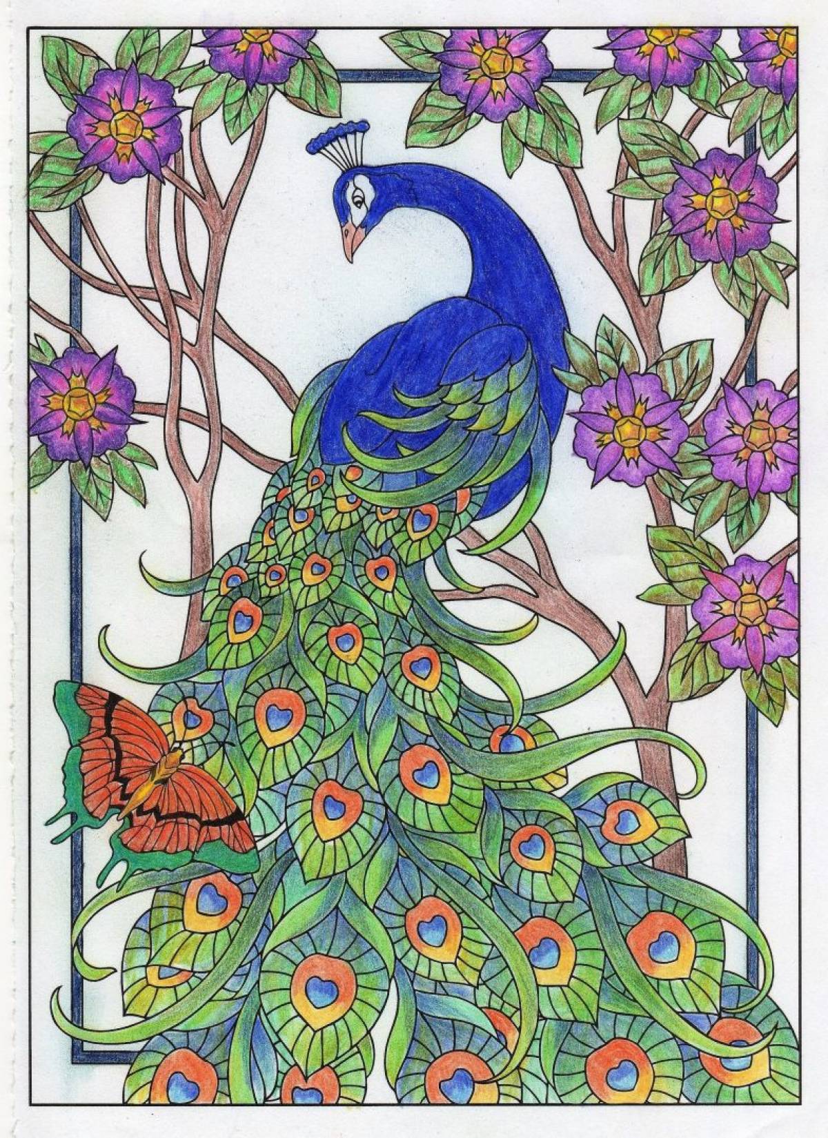 Peacock colored #8