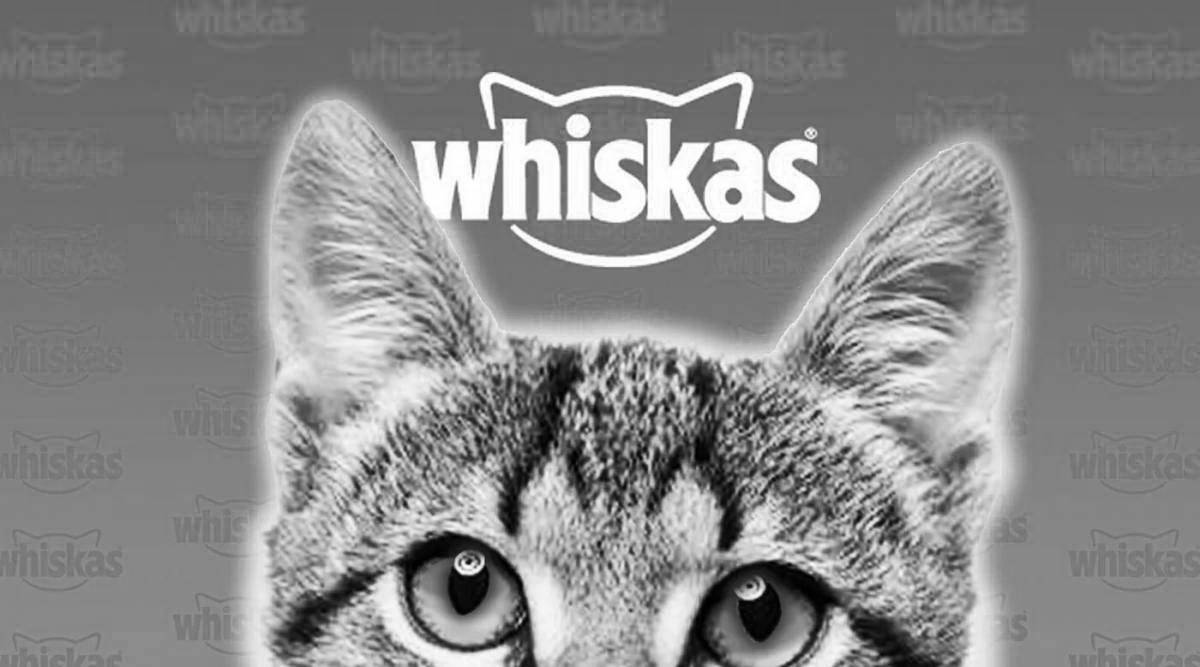 Amazing minecraft whiskas coloring page