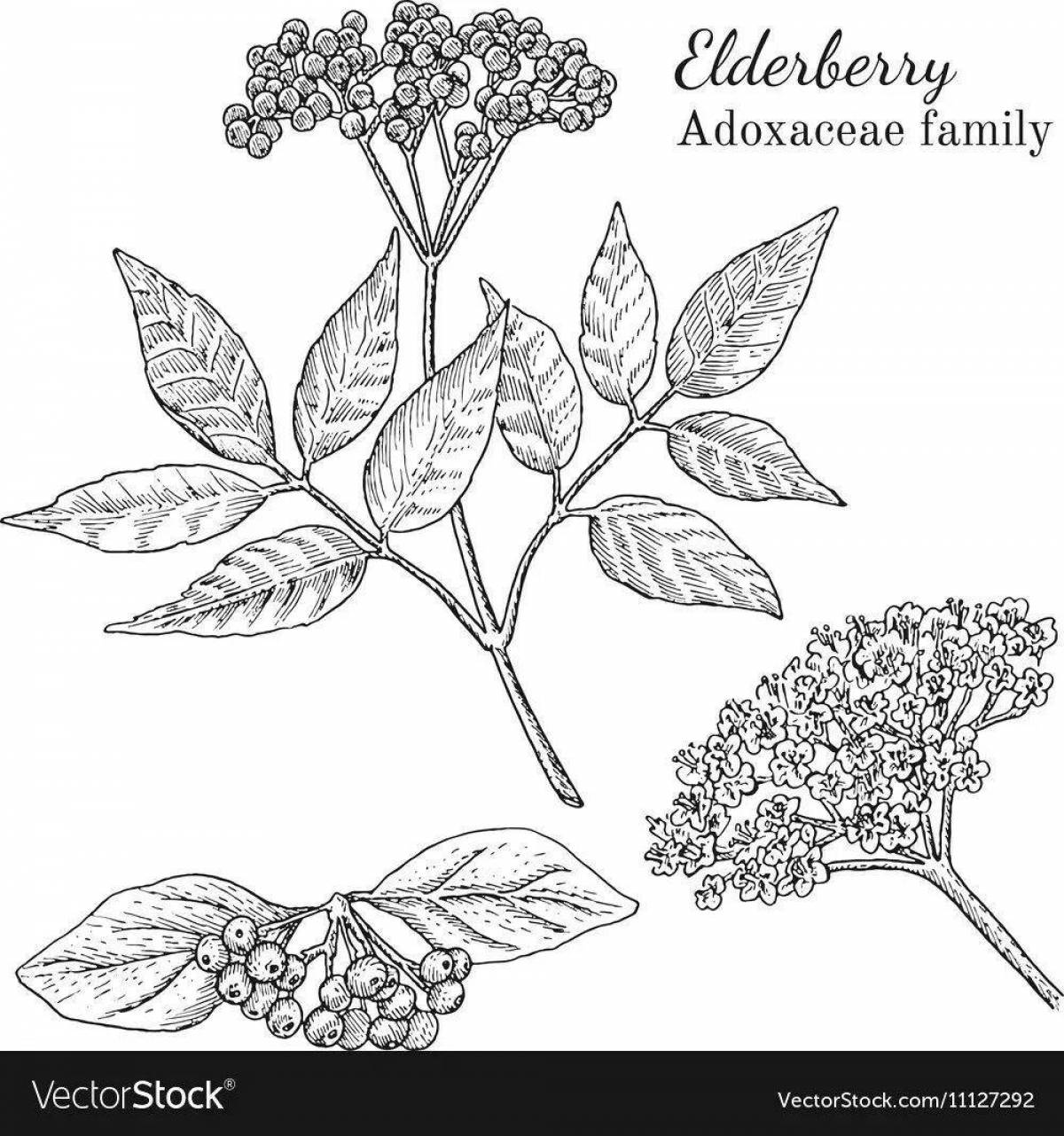 Coloring book shiny red elderberry