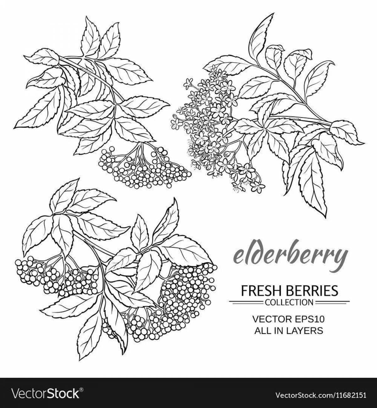 Glowing red elderberry coloring page