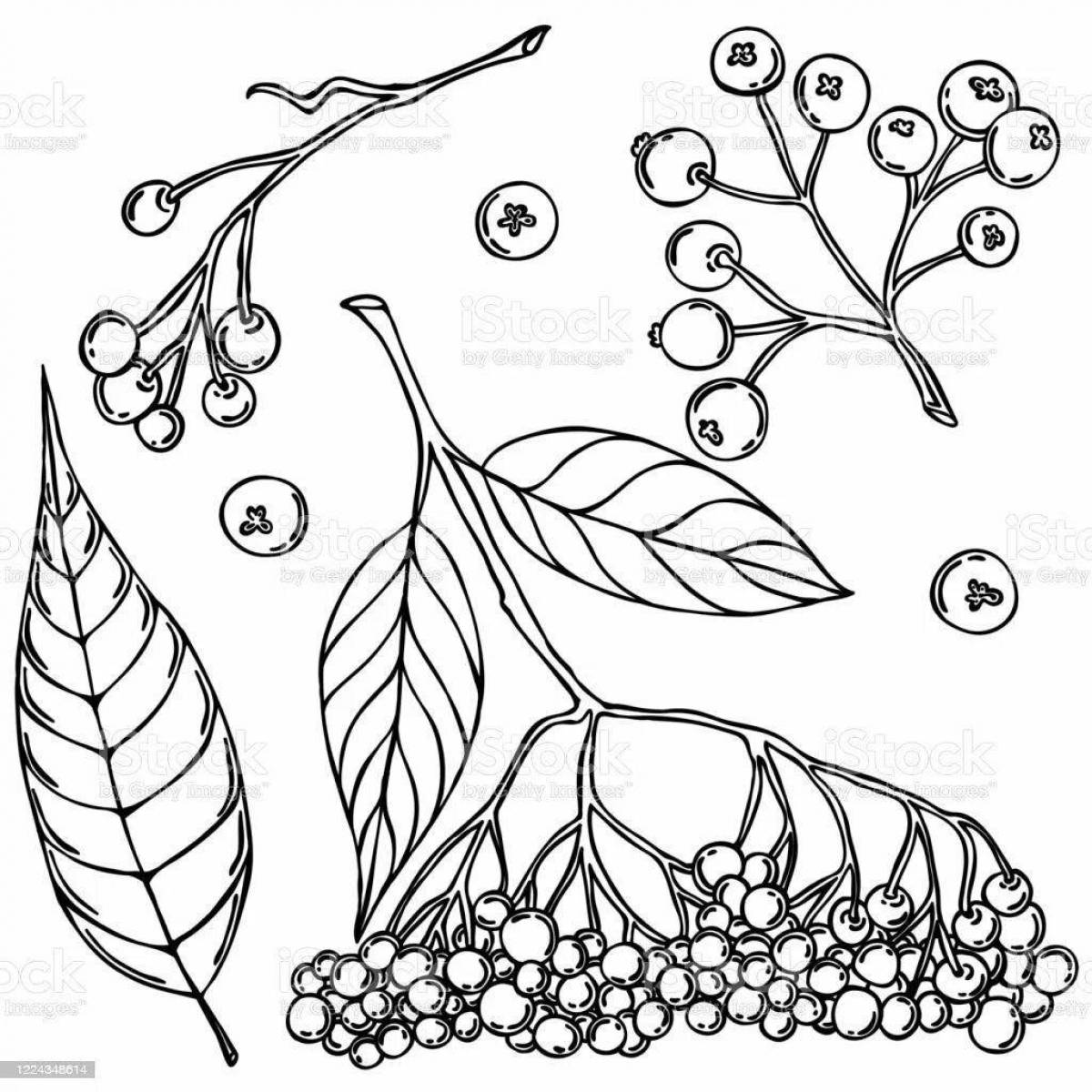 Pigmented Red Elderberry Coloring Page
