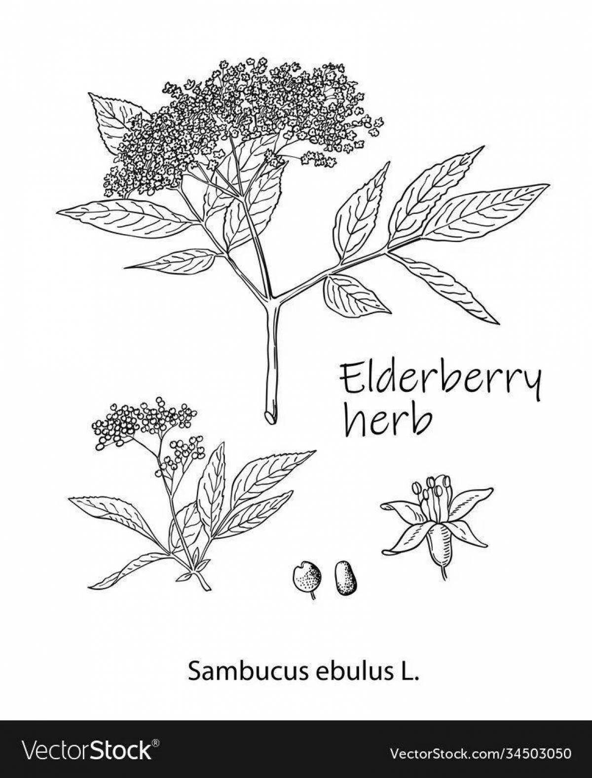 Brightly colored red elderberry