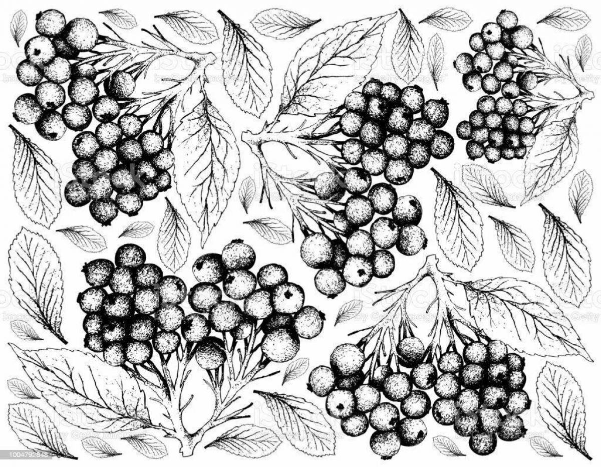 Brilliantly toned elderberry red coloring page