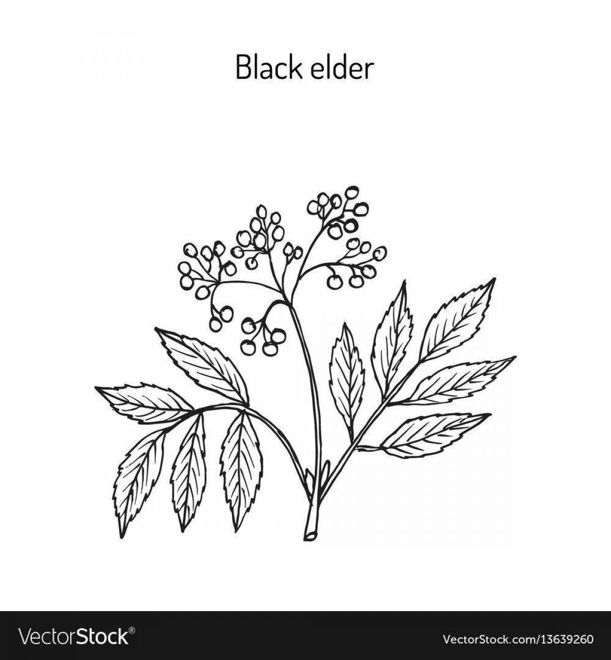 Brilliantly colored red elderberry