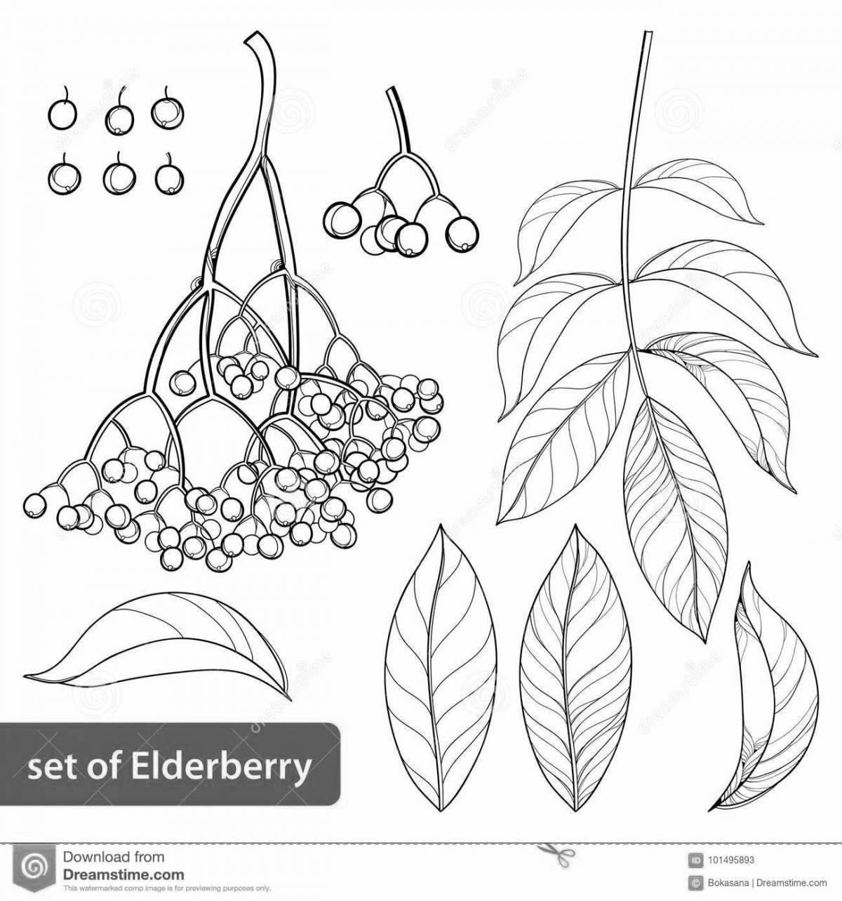 Red elderberry #4