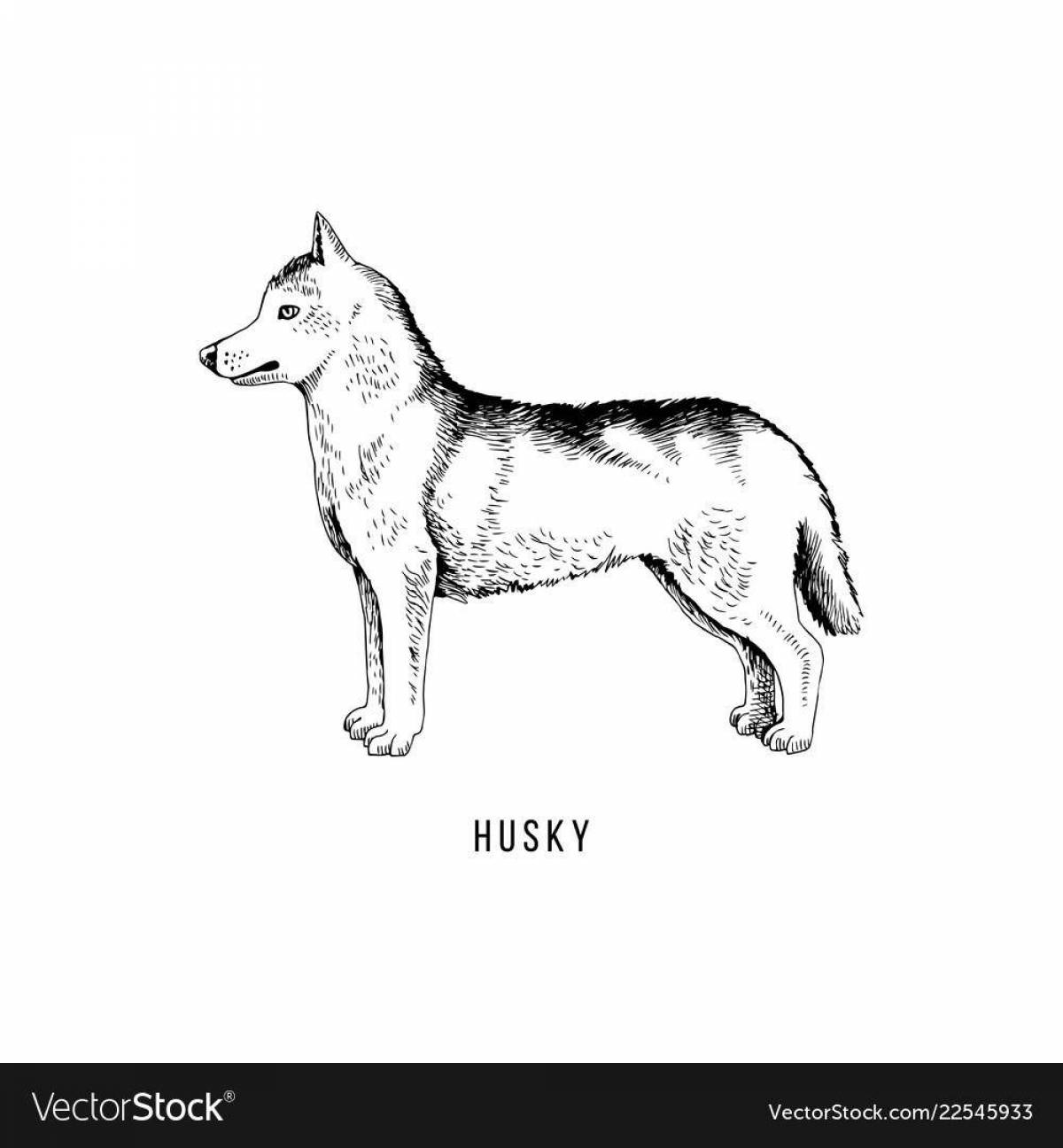 Husky agouti fun coloring book