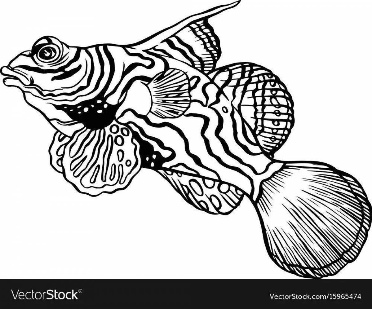 Раскраска потрясающая рыба-мандаринка