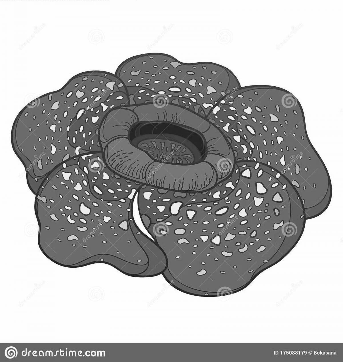 Colorful rafflesia arnold coloring page