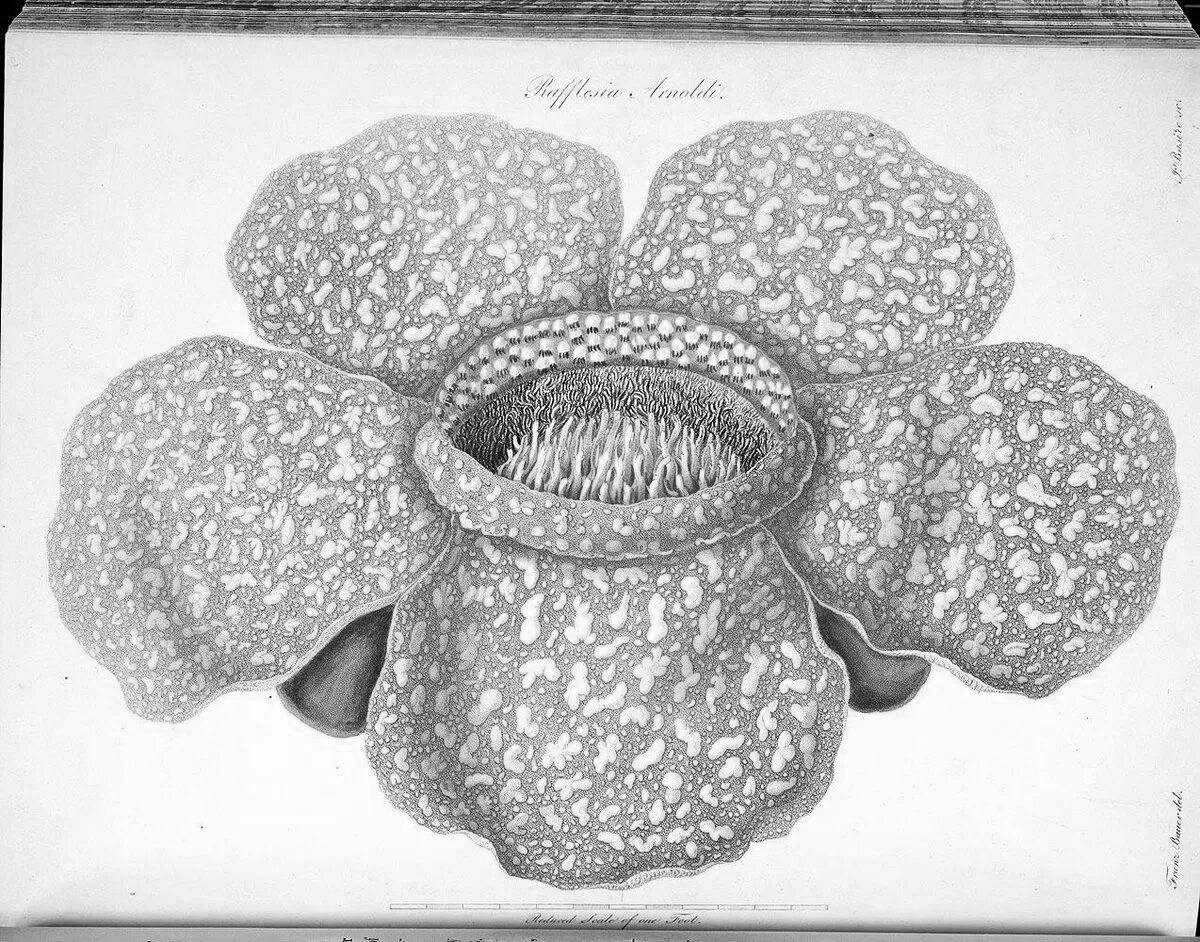 Joyful rafflesia arnold coloring book