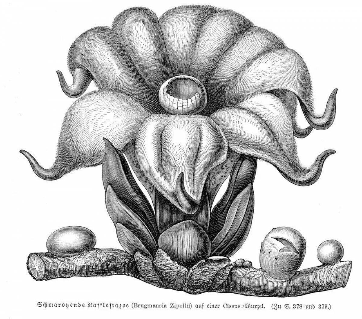 Awesome rafflesia arnold coloring book