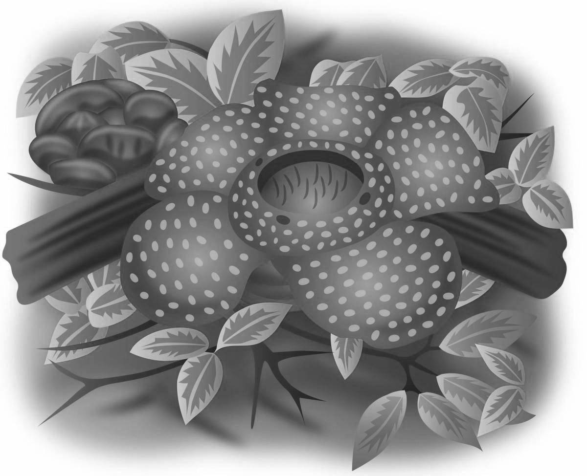Amazing rafflesia arnold coloring page