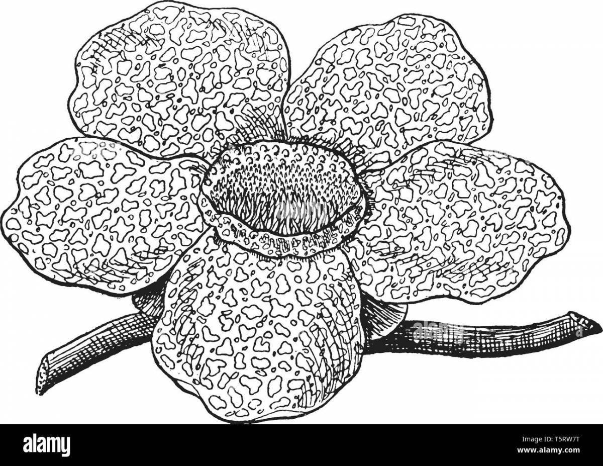 Cute rafflesia arnold coloring book