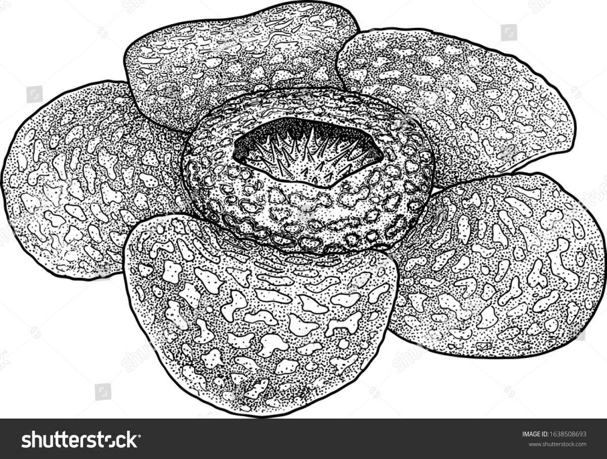 Pretty rafflesia arnold coloring page