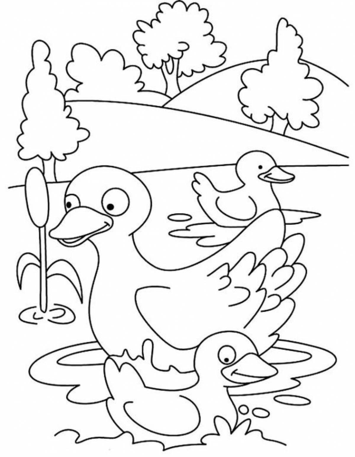 Live duck coloring