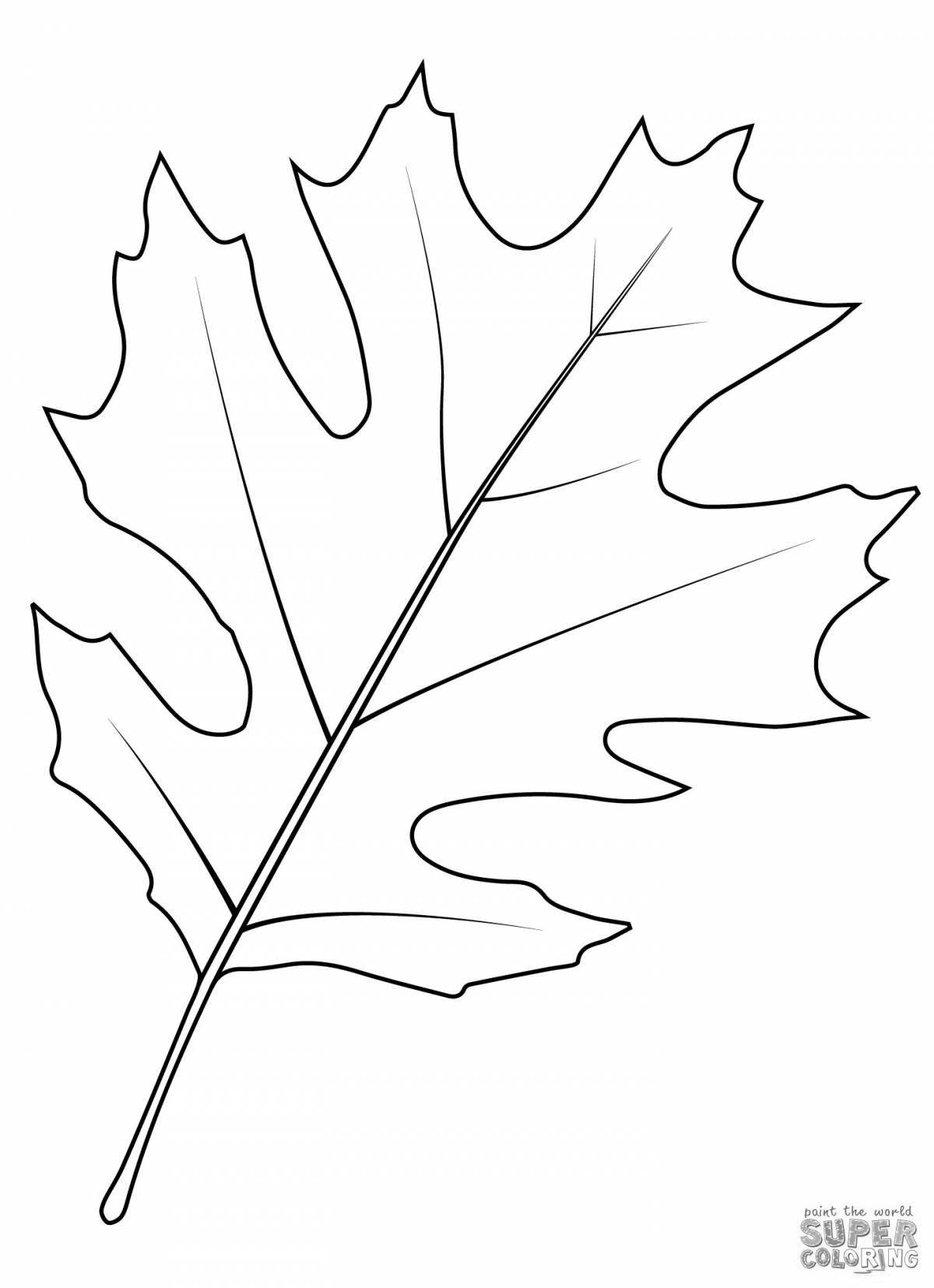 Раскраска сияющий дубовый лист