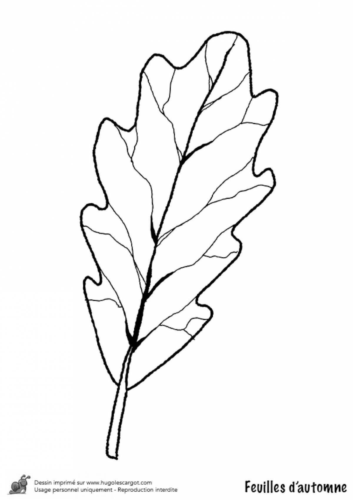 Oak leaf coloring page