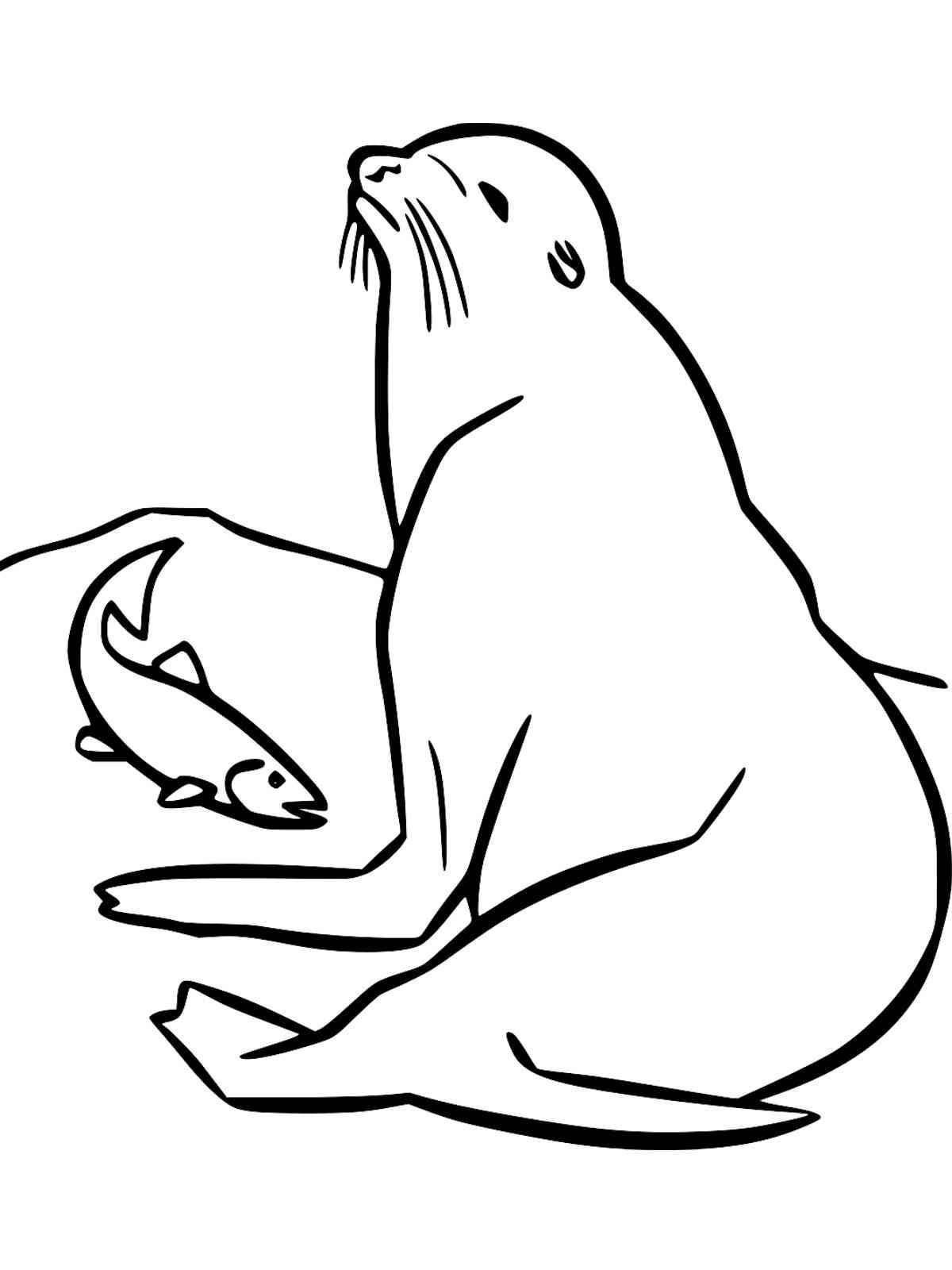 Яркая страница раскраски морского льва